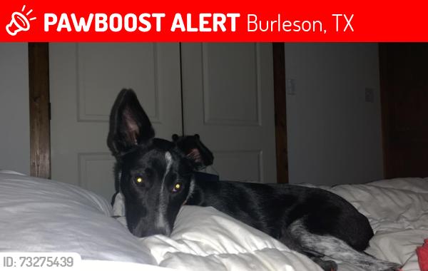 Lost Female Dog last seen S Briaroaks RD, I-35, Burleson, TX 76028