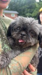 Found/Stray Female Dog last seen Walter dr nw, Concord, NC 28027
