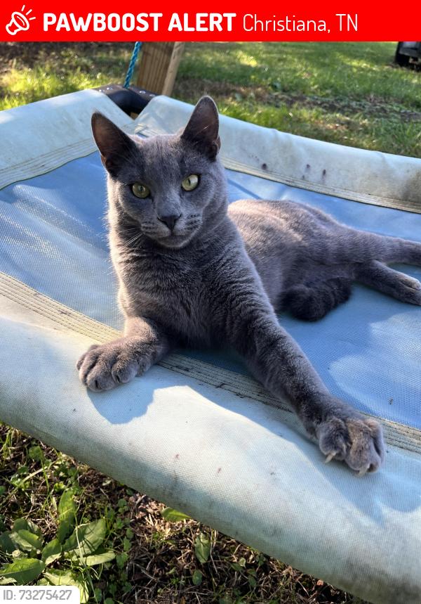 Lost Male Cat last seen Near Lowe Christiana Road Christiana TN, Christiana, TN 37037