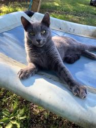 Lost Male Cat last seen Near Lowe Christiana Road Christiana TN, Christiana, TN 37037