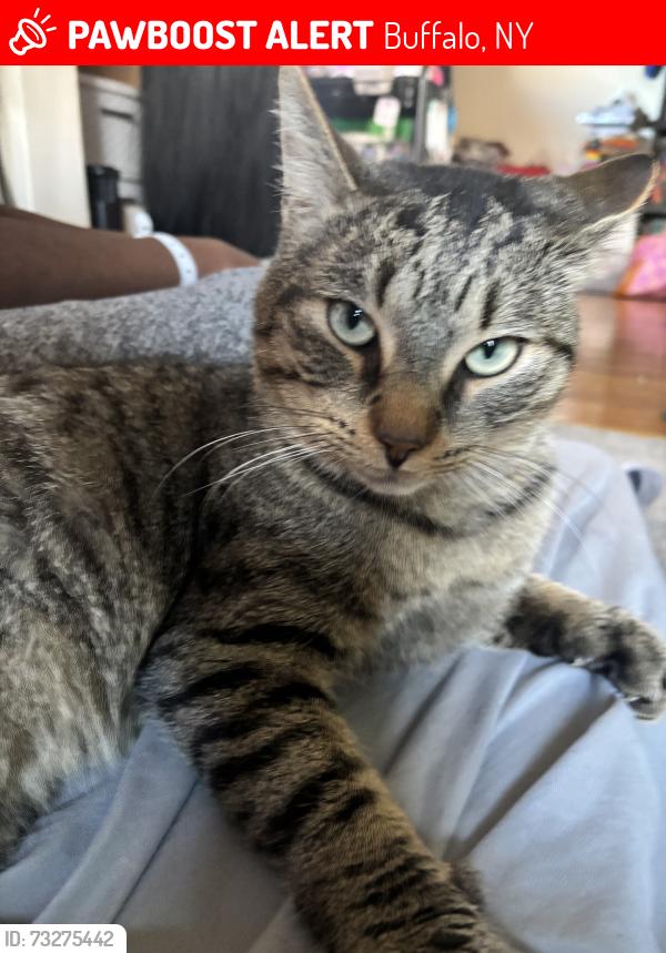 Lost Male Cat last seen Manhart St, Buffalo, NY 14215