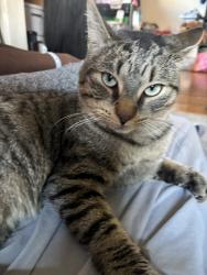 Lost Male Cat last seen Manhart St, Buffalo, NY 14215