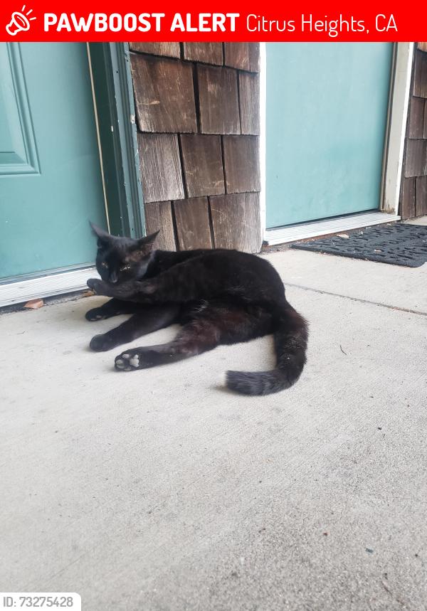 Lost Male Cat last seen Madison Ave and Sunrise Blvd Citrus Height CA, Citrus Heights, CA 95610