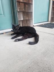 Lost Male Cat last seen Madison Ave and Sunrise Blvd Citrus Height CA, Citrus Heights, CA 95610