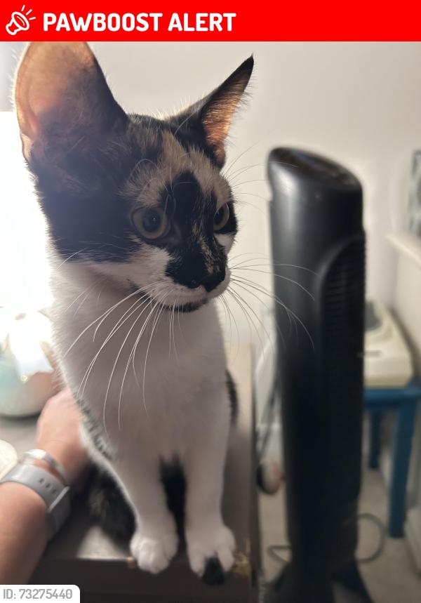 Lost Female Cat last seen Cannons campground road, Spartanburg County, SC 29307