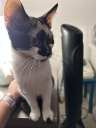 Lost Female Cat last seen Cannons campground road, Spartanburg County, SC 29307