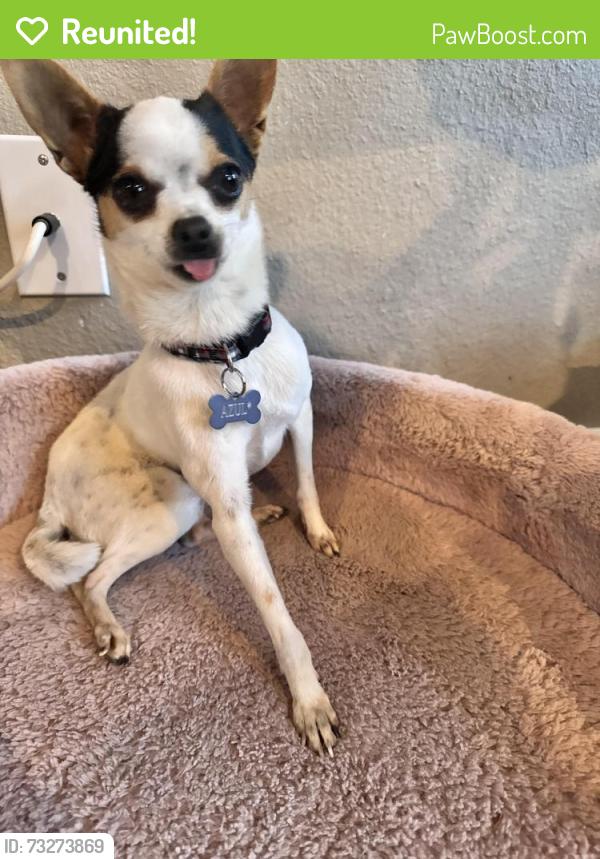 Reunited Female Dog last seen Monterey rd and Central Ave, near Britton Middle School, Morgan Hill, CA 95037