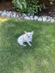 Reunited Female Dog last seen Near smugglers cove lane sw Mukilteo Wa 98275, Mukilteo, WA 98275