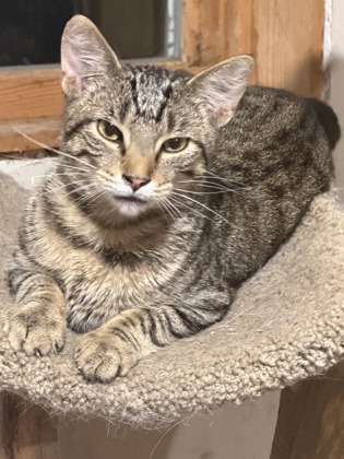 Shelter Stray Male Cat last seen Hwy V and Old Sauk Lodi, Columbia County, WI, 5132 Voges Rd, Madison, WI 53718, USA