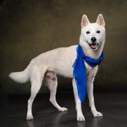 Shelter Stray Male Dog last seen Riverdale and Herschel Rd, East Point, GA, 1251 Fulton Industrial Blvd NW, Atlanta, GA 30336, USA