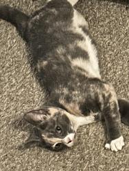 Lost Female Cat last seen Cannons campground road, Spartanburg County, SC 29307