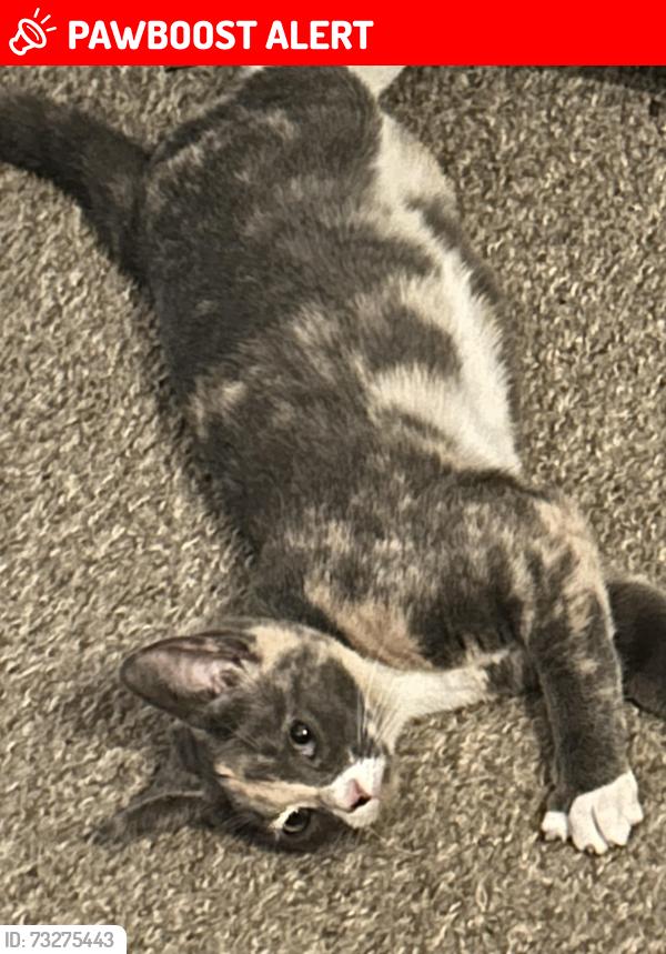 Lost Female Cat last seen Cannons campground road, Spartanburg County, SC 29307