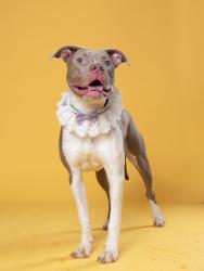 Shelter Stray Female Dog last seen Near Donald Lee Hollowell Pkwy NW, Atlanta, GA, 1251 Fulton Industrial Blvd NW, Atlanta, GA 30336, USA