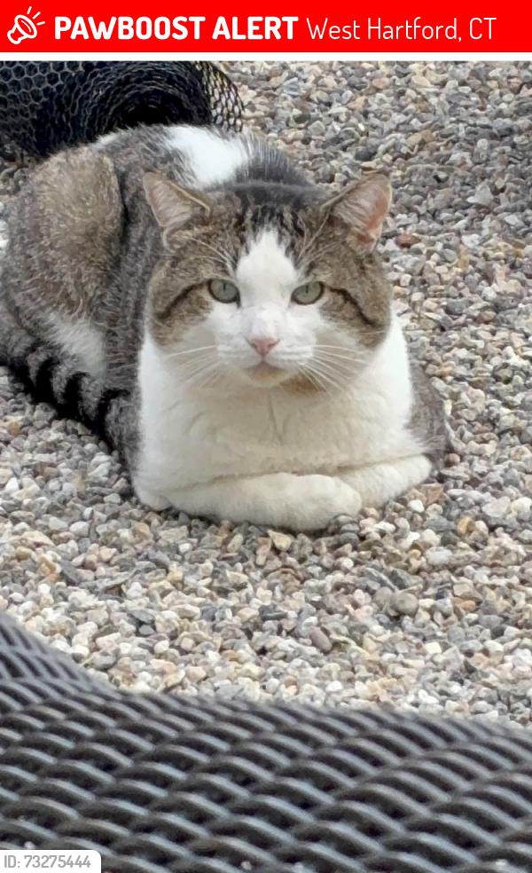 Lost Male Cat last seen Boukexard, West Hartford, CT 06107
