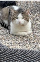 Lost Male Cat last seen Boukexard, West Hartford, CT 06107