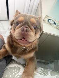 Lost Male Dog last seen Terraplane, Miami, FL 33187