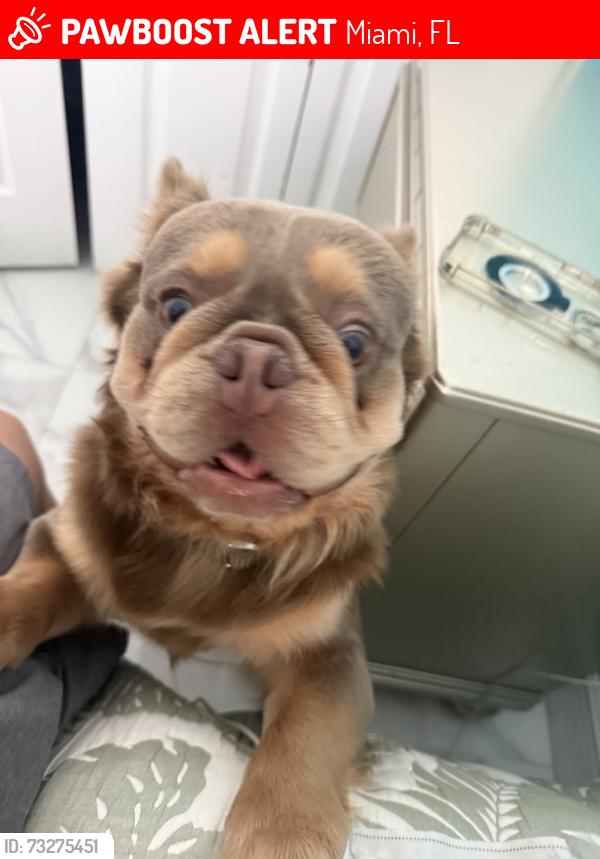 Lost Male Dog last seen Terraplane, Miami, FL 33187