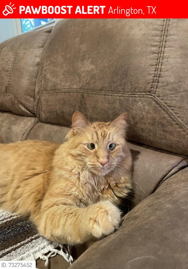 Lost Male Cat last seen Purdue Dr & Margaret, Arlington, TX 76012