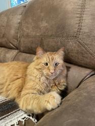 Lost Male Cat last seen Purdue Dr & Margaret, Arlington, TX 76012