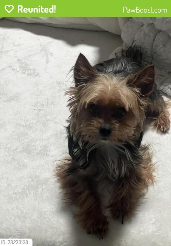 Reunited Male Dog last seen west main street, branford, connecticut, Branford, CT 06405