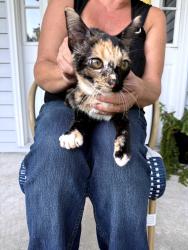 Found/Stray Female Cat last seen Walnut Lane north augusta sc, North Augusta, SC 29860