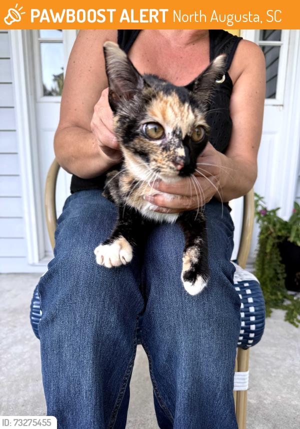 Found/Stray Female Cat last seen Walnut Lane north augusta sc, North Augusta, SC 29860