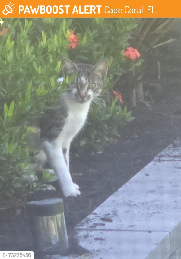 Found/Stray Unknown Cat last seen Gator circle, Cape Coral, FL 33909