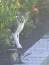 Found/Stray Unknown Cat last seen Gator circle, Cape Coral, FL 33909