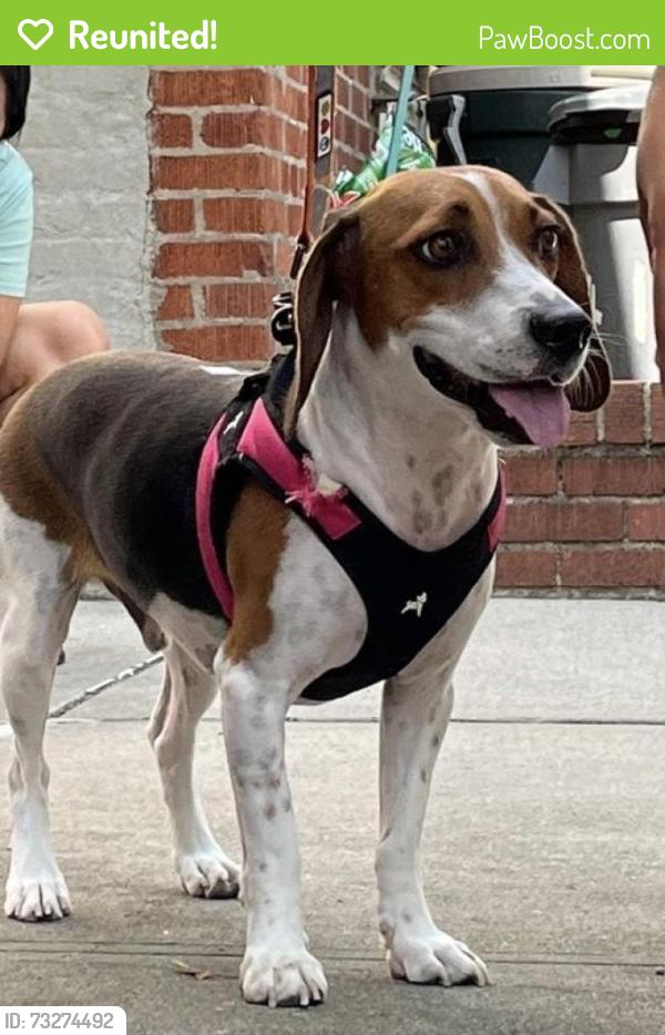 Reunited Male Dog last seen Brooklyn nyc, Brooklyn, NY 11214