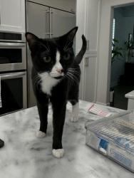 Lost Female Cat last seen SW Marko Ln and SW 187th, Beaverton, OR 97007