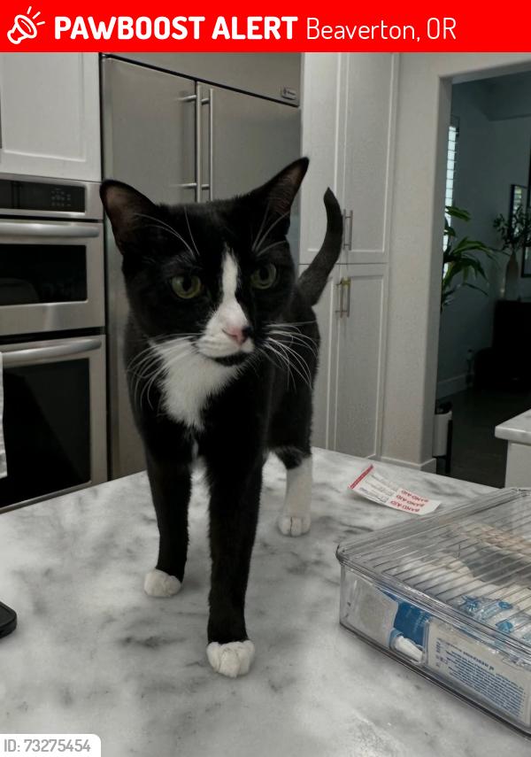 Lost Female Cat last seen SW Marko Ln and SW 187th, Beaverton, OR 97007