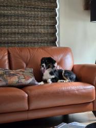 Lost Female Dog last seen Mount Royal and Prestwick, Castle Rock, CO 80104