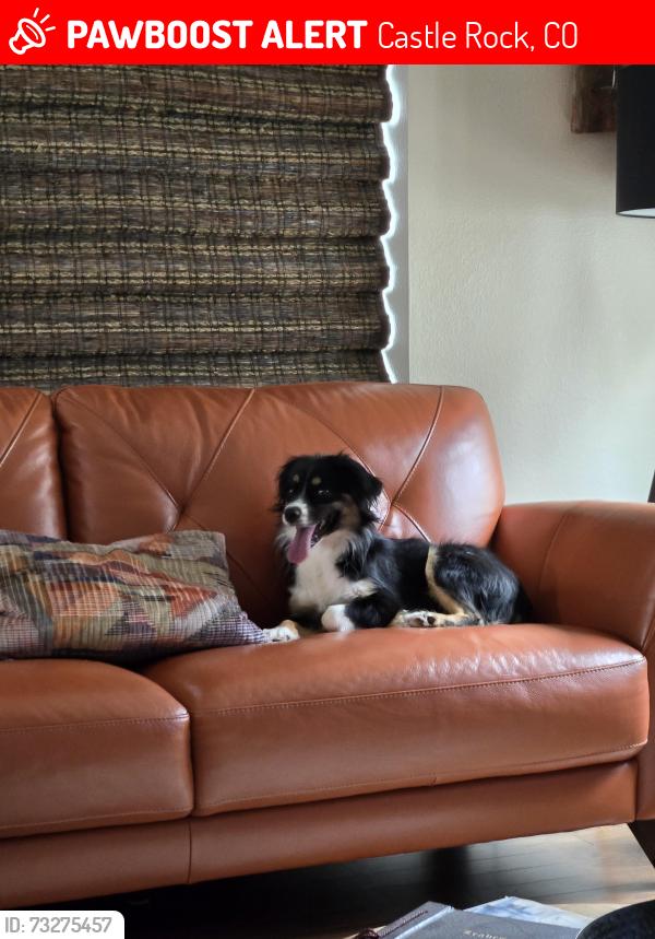 Lost Female Dog last seen Mount Royal and Prestwick, Castle Rock, CO 80104