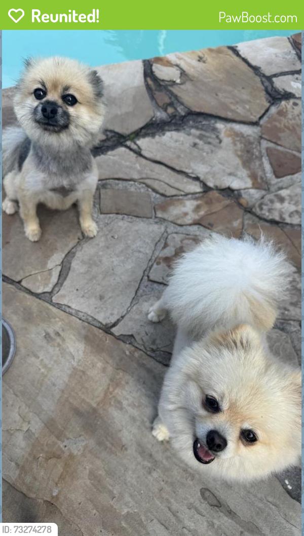 Reunited Female Dog last seen Vista and waters, Pasadena, TX 77504