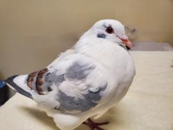 Shelter Stray Unknown Bird last seen Apt 15,1333 Olive Avenue, Vista, CA, 92083, Oceanside, CA 92058, USA