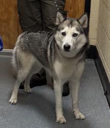 Reunited Female Dog last seen Van Wagoner Ave Clifton, Clifton, NJ 07013