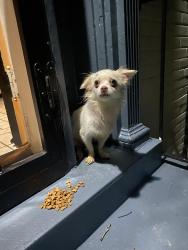 Found/Stray Female Dog last seen Near Ravenwood apmts, Cincinnati, OH 45225