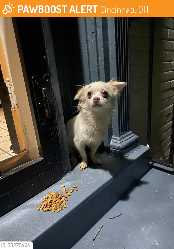 Found/Stray Female Dog last seen Near Ravenwood apmts, Cincinnati, OH 45225
