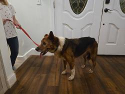 Found/Stray Female Dog last seen Munsey Hatcher Rd and Lachula Ln., Blount County, TN 37865