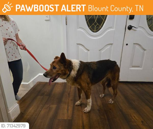 Found/Stray Female Dog last seen Munsey Hatcher Rd and Lachula Ln., Blount County, TN 37865