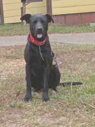 Lost Male Dog last seen Gallatin st, Hazlehurst, MS 39083
