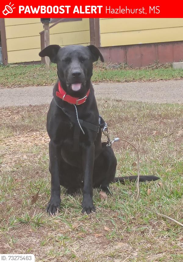 Lost Male Dog last seen Gallatin st, Hazlehurst, MS 39083