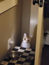 Lost Male Cat last seen E FM 1585, Wolfforth, TX 79382