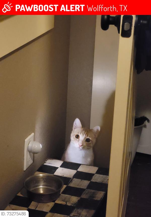 Lost Male Cat last seen E FM 1585, Wolfforth, TX 79382