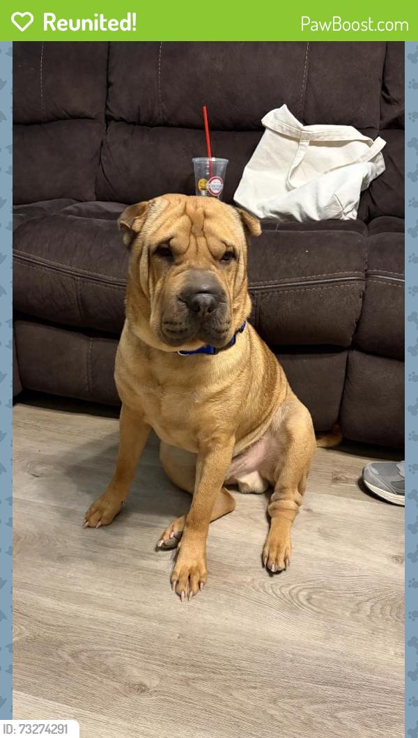 Reunited Male Dog last seen Meadow Dale, Irving, TX 75060, USA, Irving, TX 75060