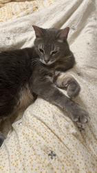 Reunited Male Cat last seen Elm and Magnolia, San Carlos, CA 94070