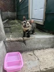 Found/Stray Female Cat last seen 22nd and M Streets, Richmond, VA 23223