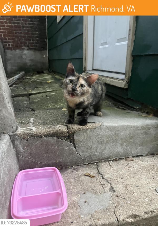 Found/Stray Female Cat last seen 22nd and M Streets, Richmond, VA 23223