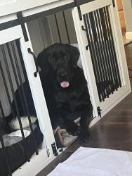 Lost Male Dog last seen Gold Hills Golf course, Redding, CA 96003