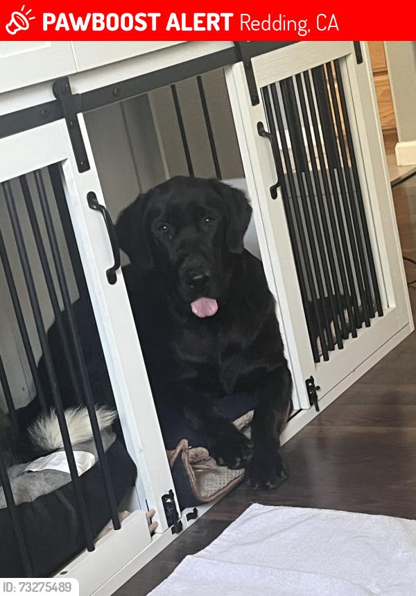 Lost Male Dog last seen Gold Hills Golf course, Redding, CA 96003